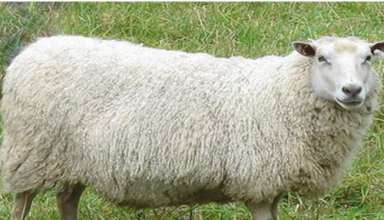 آنچه باید درباره ذبح گوسفند و تهیه گوسفند زنده دانست
