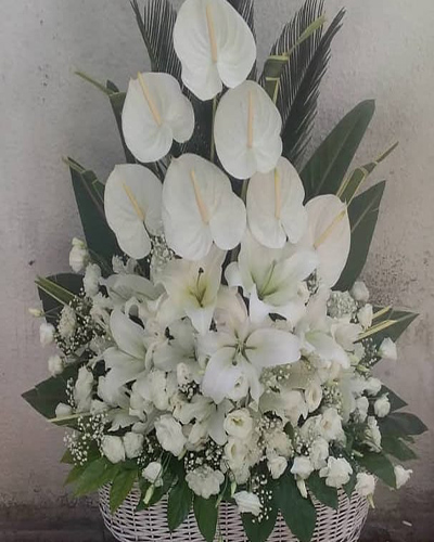 نمونه شبد گل رضوان